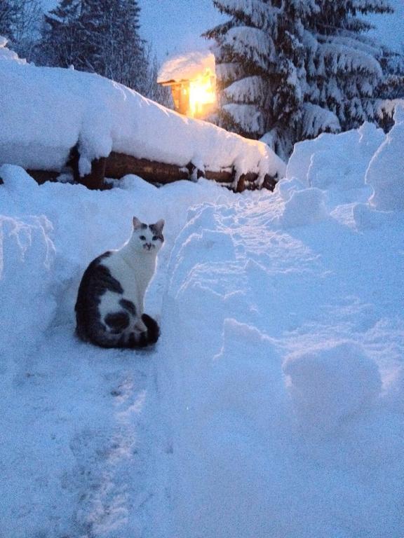 La Lince Lodge Camporosso  Zewnętrze zdjęcie