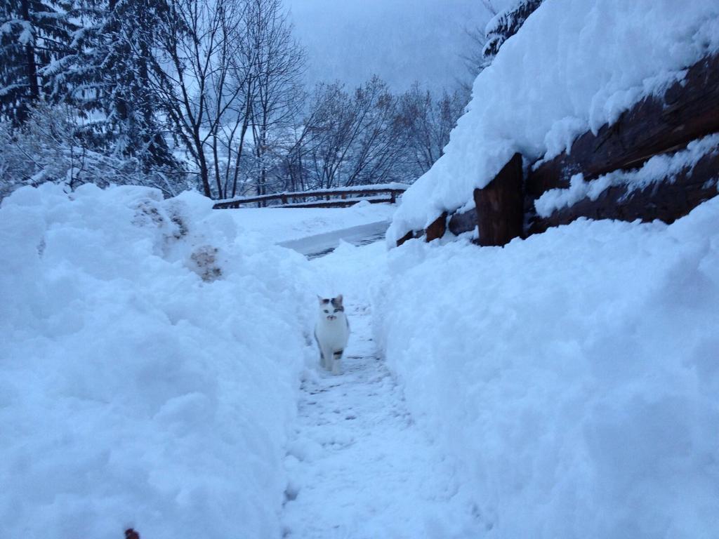 La Lince Lodge Camporosso  Zewnętrze zdjęcie