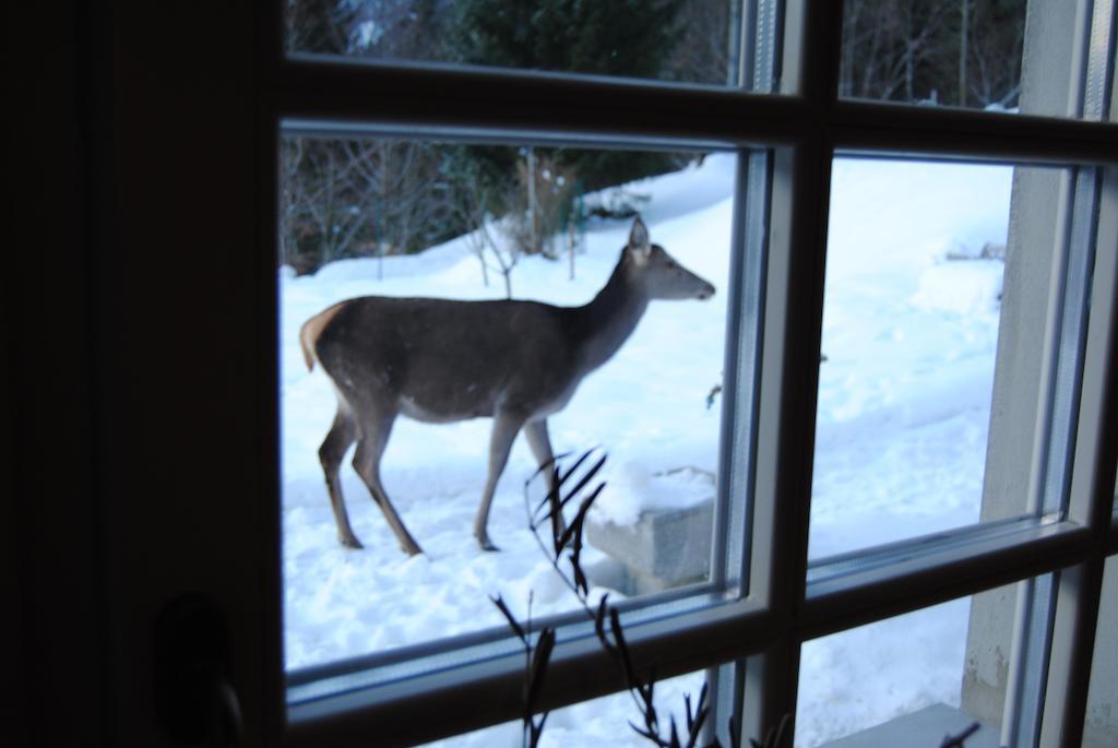 La Lince Lodge Camporosso  Zewnętrze zdjęcie