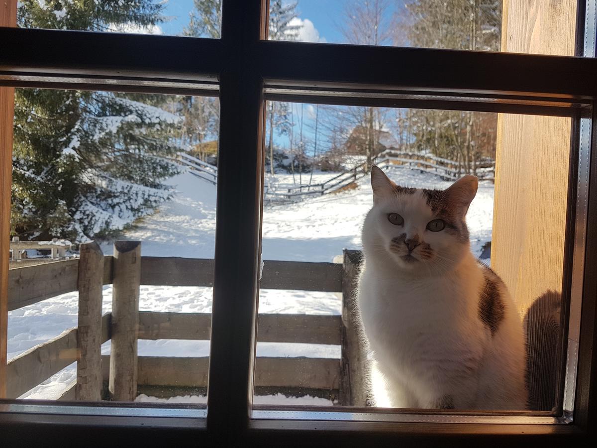 La Lince Lodge Camporosso  Zewnętrze zdjęcie